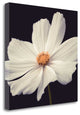 "Cosmos II" By Assaf Frank, Giclee Print on Gallery Wrap Canvas, Ready to Hang