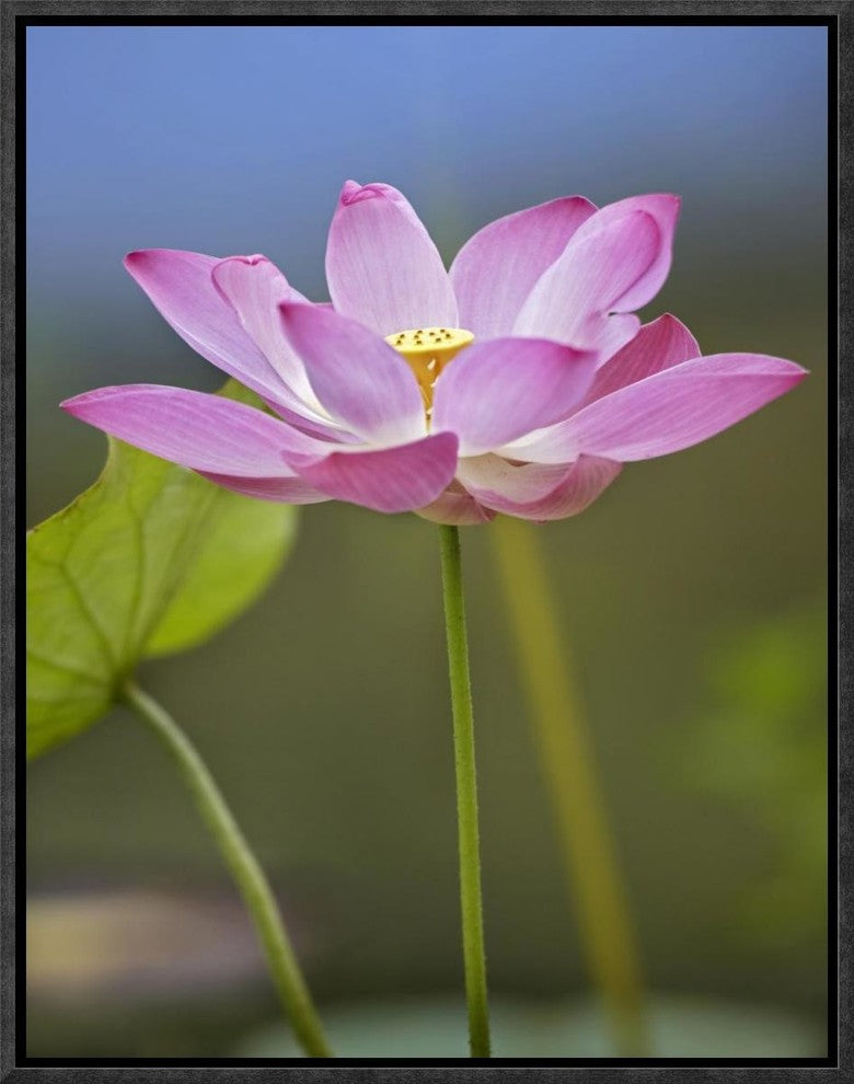 "Sacred Lotus flower, native to Asia"  by Tim Fitzharris, 13x17"