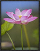 "Sacred Lotus flower, native to Asia"  by Tim Fitzharris, 13x17"