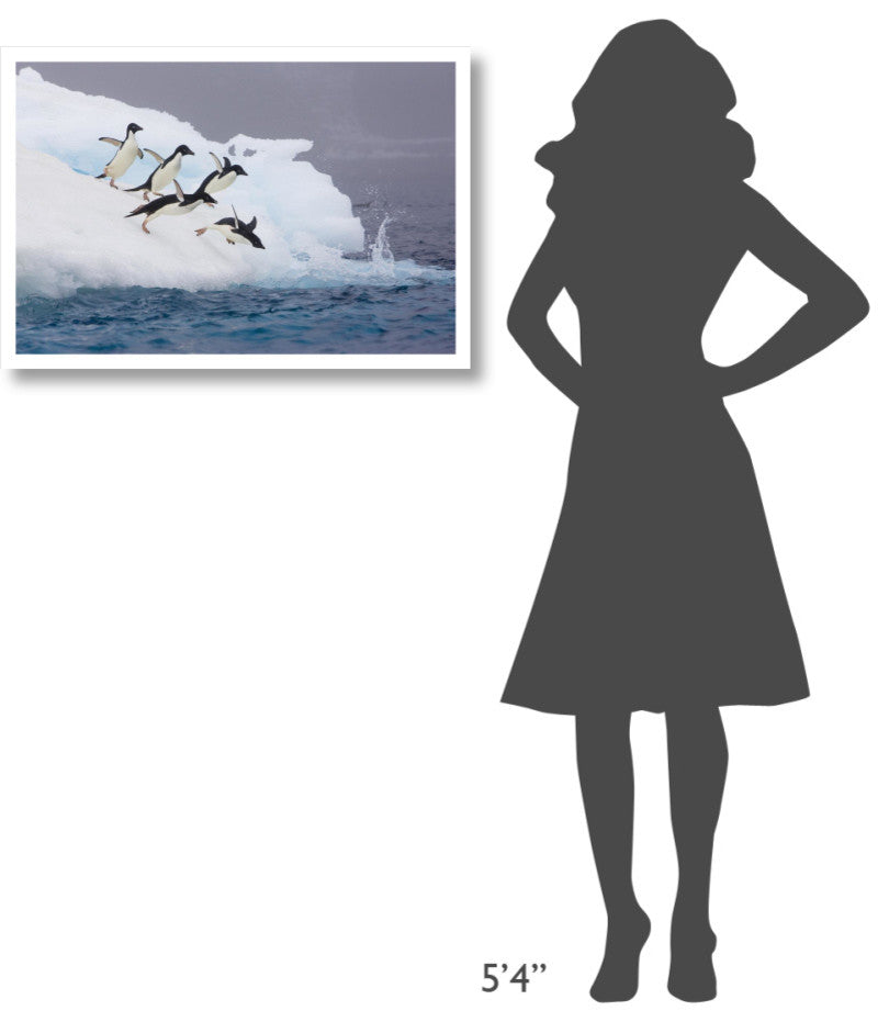 "Adelie Penguin diving off iceberg, Paulet Island" Paper Art, 32"x22"