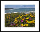 California Poppy and Iceplant, Montano De Oro State Park, California, 30"x24"