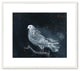 Pigeon on a Perch, 1960