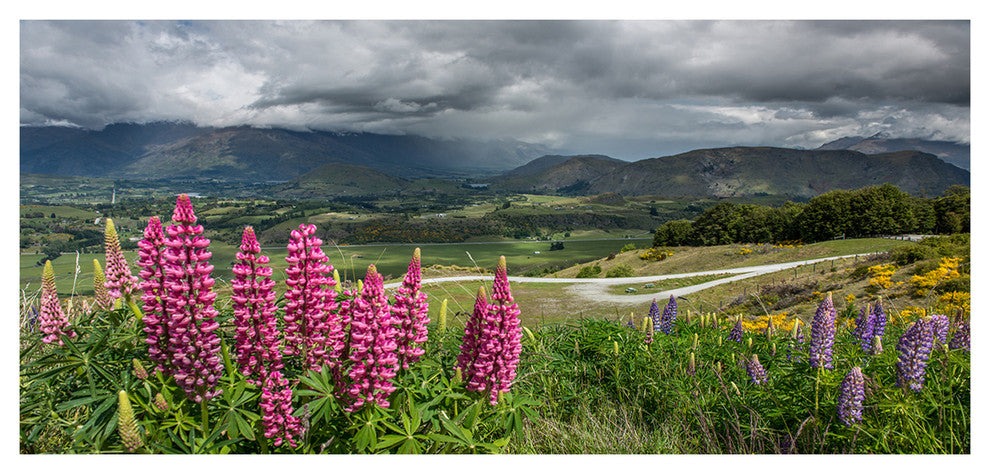 Flowering Landscape of New Zealand, Landscape Canvas Art Print, 60"x28"