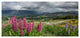 Flowering Landscape of New Zealand, Landscape Canvas Art Print, 60"x28"