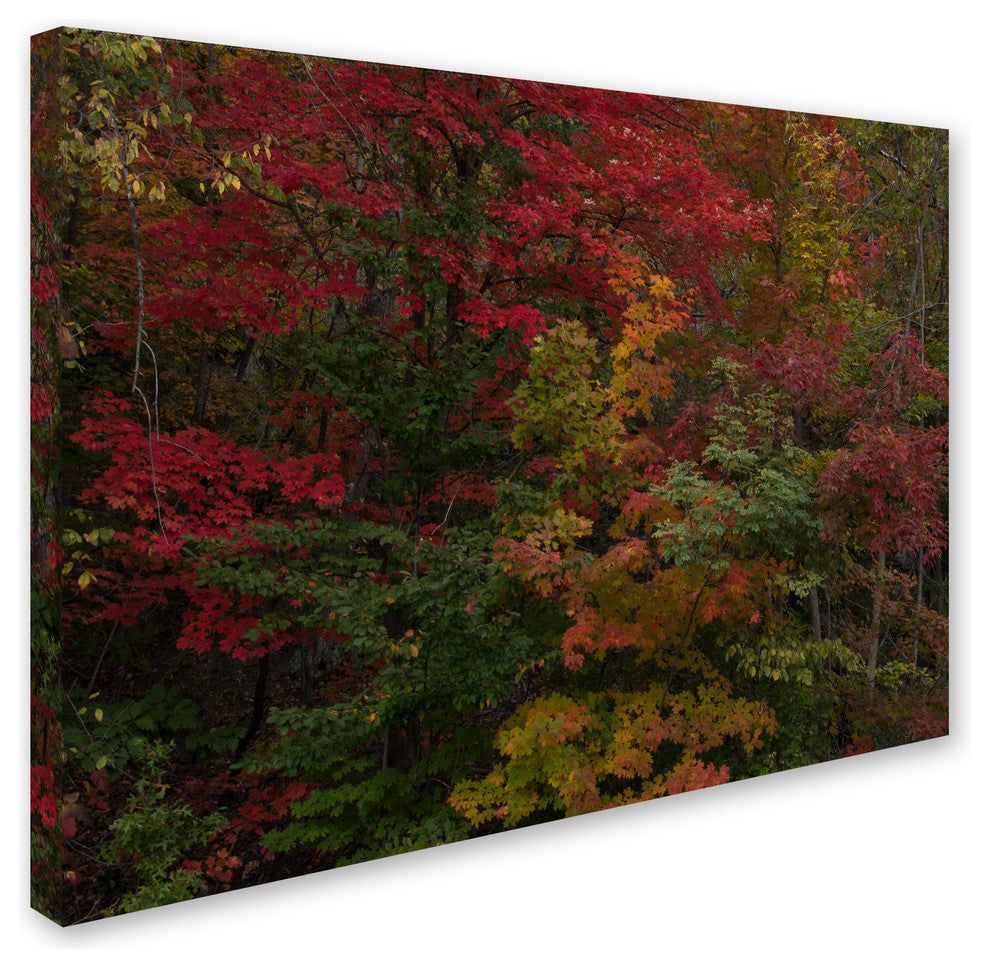 'Why I Love Autumn' Canvas Art by Kurt Shaffer