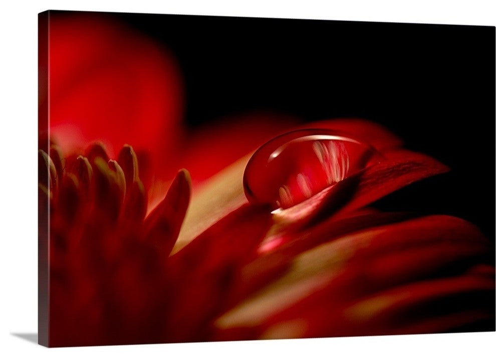 "Red Drop" Wrapped Canvas Art Print, 48"x32"x1.5"