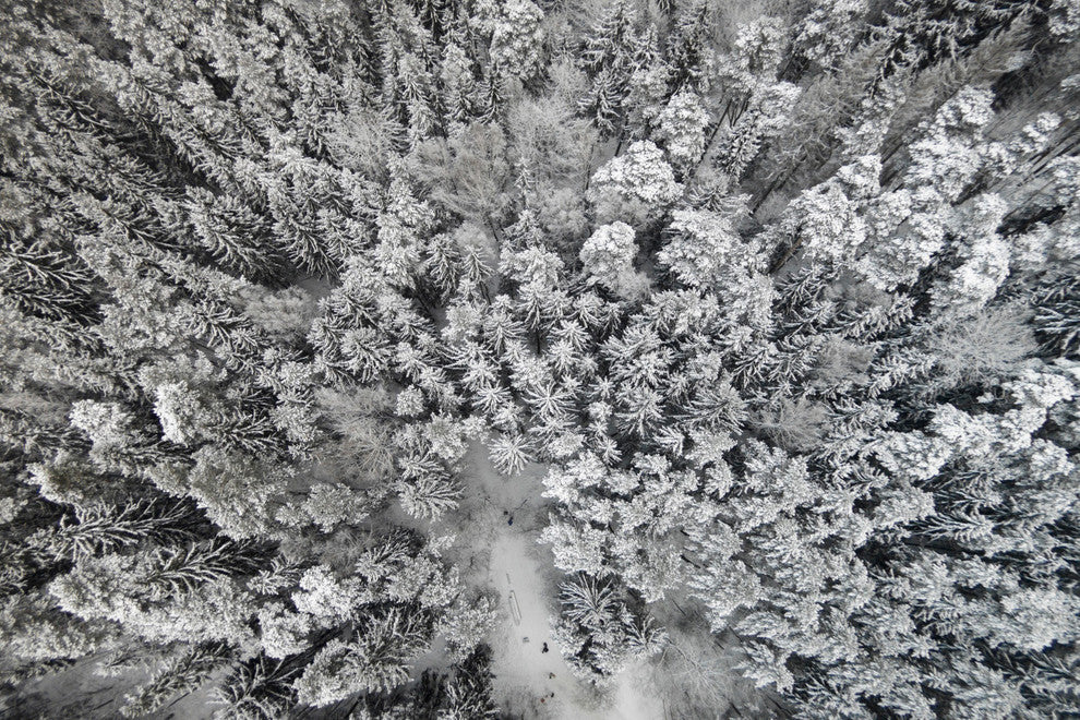 "Frozen Friends" Print on Canvas by Karolis Janulis