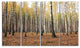 Beautiful Birch Forest Photography, Modern Forest Canvas Art, 48"x28", 4 Panels