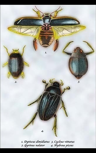 Beetles: Dytiscus Dimidiatus, Gyrinus Nalator et al. #1- Fine Art Giclee Print