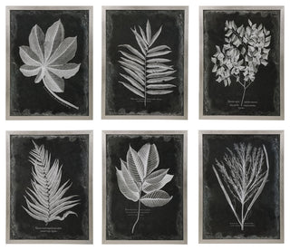 Uttermost Foliage Framed Prints, Set of 6