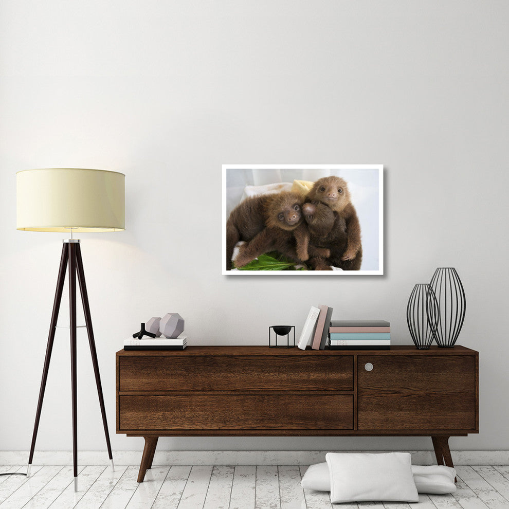 "Hoffmann's 2-toed Sloth babies, Aviarios Sloth Sanctuary" Paper Art, 38"x26"