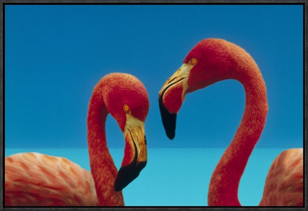 "Greater Flamingo courting pair, Caribbean species"  by Tim Fitzharris, 25x17"