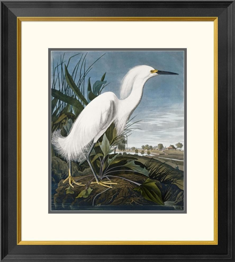 "Snowy Heron" Framed Digital Print by John James Audubon, 24x26"
