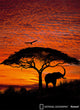 African Sunset Mural Wallpaper