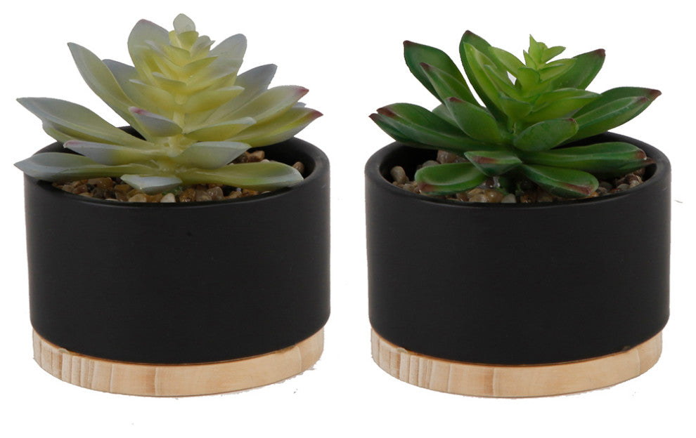 Set Of 2 Succulent Mix In Blk Ceramic Wood Base