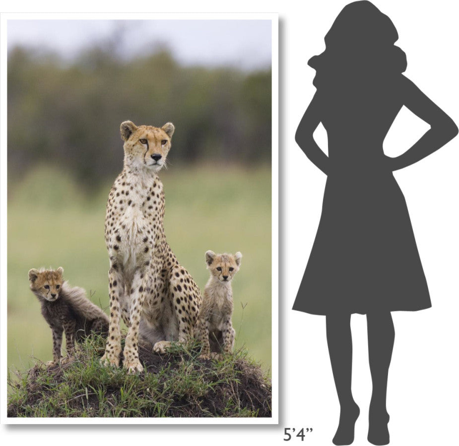 "Cheetah mother and 8-9 week old cubs, Maasai Mara Reserve" Paper Art, 42"x62"