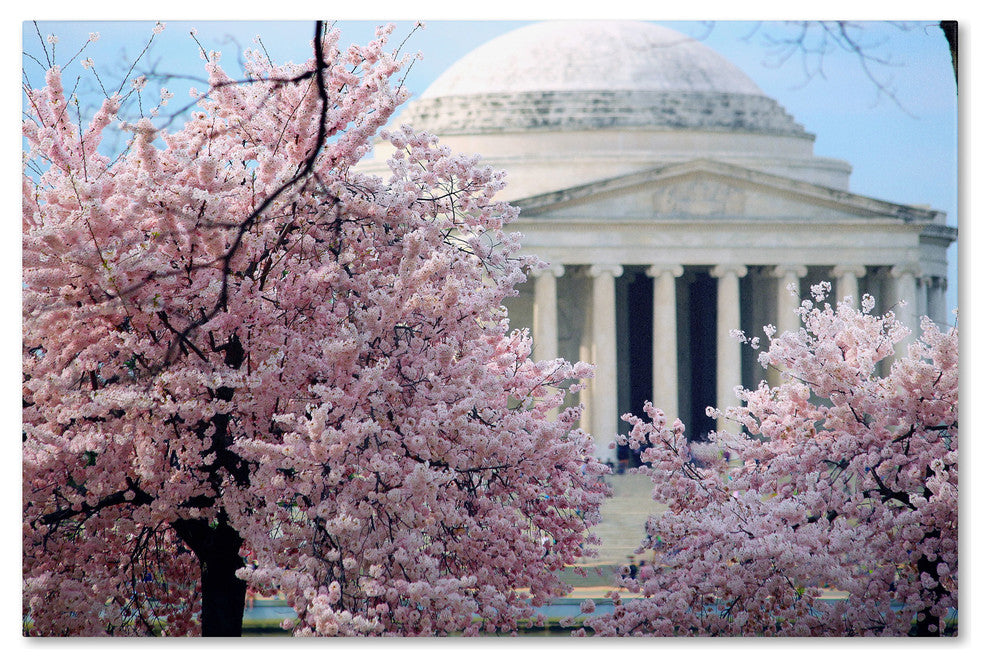 'Cherry Blossoms 2014-7' Canvas Art by CATeyes