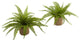 Boston Fern With Burlap Planter, Set of 2