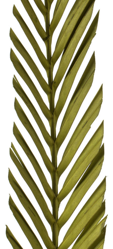 Vickerman 38-48" Basil Coco Palm Designer Cut, 6 stems, Dried