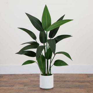 Full plant shown in a real-room lifestyle setting.
