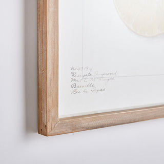 Citrus Study Gallery Art, Set of 4