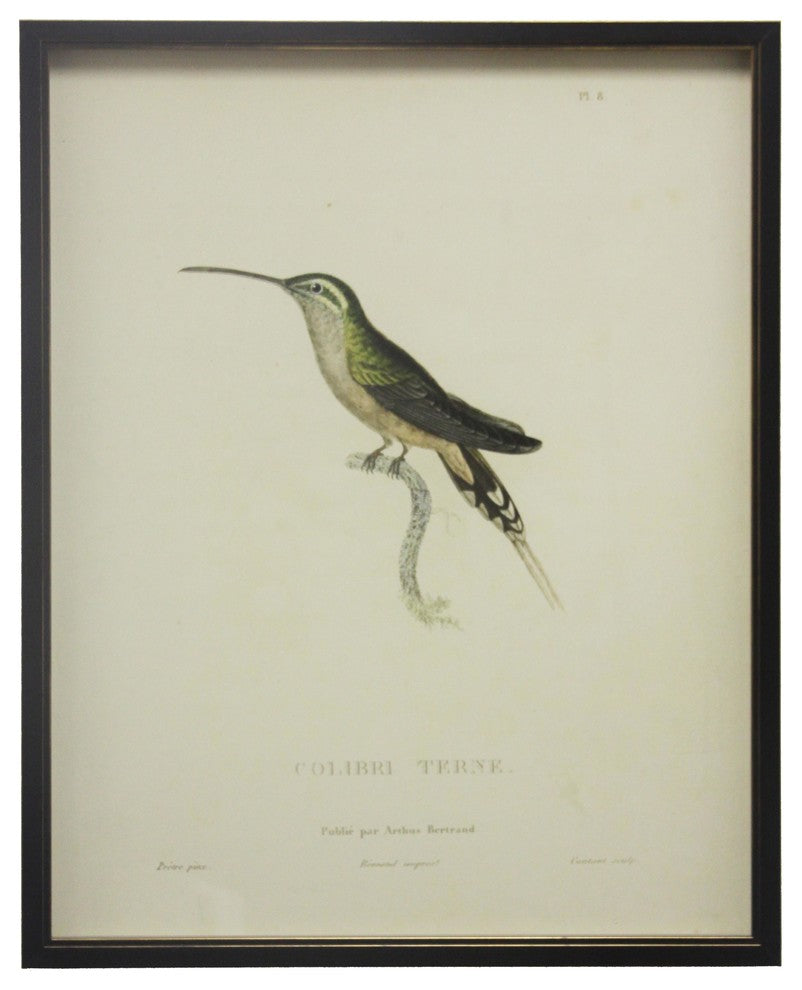 Light Green Hummingbird Plade 8, Copper And Black Shadowbox