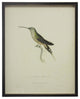 Light Green Hummingbird Plade 8, Copper And Black Shadowbox