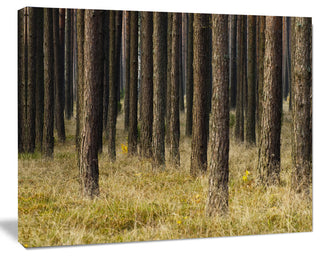 Dark Fall Forest with Green Grass, Modern Forest Canvas Art, 60"x28"