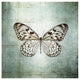 "French Butterfly V" Digital Paper Print by Debra Van Swearingen, 32"x32"