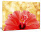 Hibiscus Flower with Lit up Background, Large Floral Canvas Artwork, 40"x30"