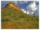 "California Poppy, Saguaro cacti, Organ Pipe Cactus Monument" Paper Art, 26"x20"