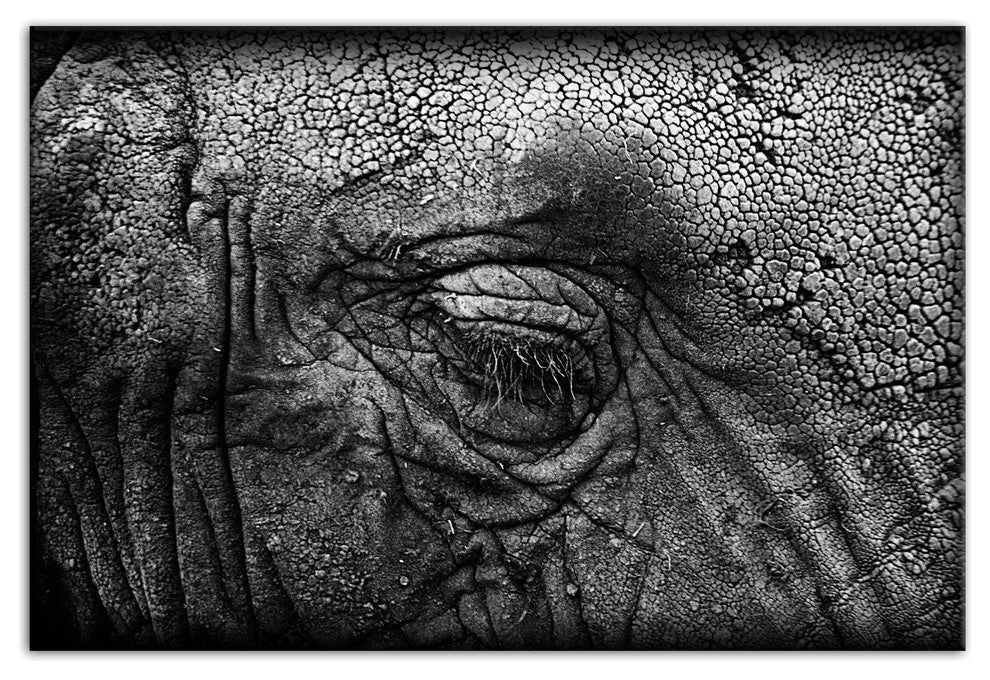 Elephant Skin Texture Print on Canvas