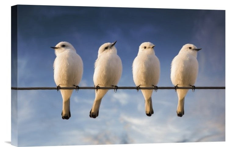 "White Monjita" Stretched Canvas Giclee by Chechi Peinado, 18x12"