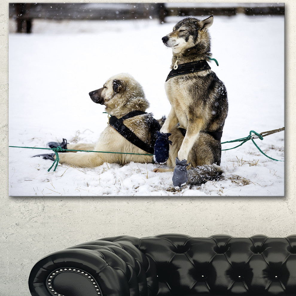 Large Sled Dogs Relaxing, Oversized Animal Wall Art, 40"x30"