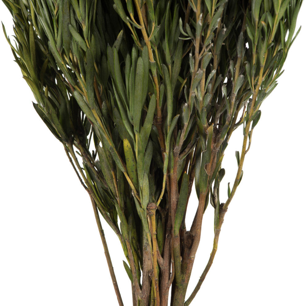 Vickerman 12" Green Salignum, Male, Includes 6-7 oz per Bundle, Dried
