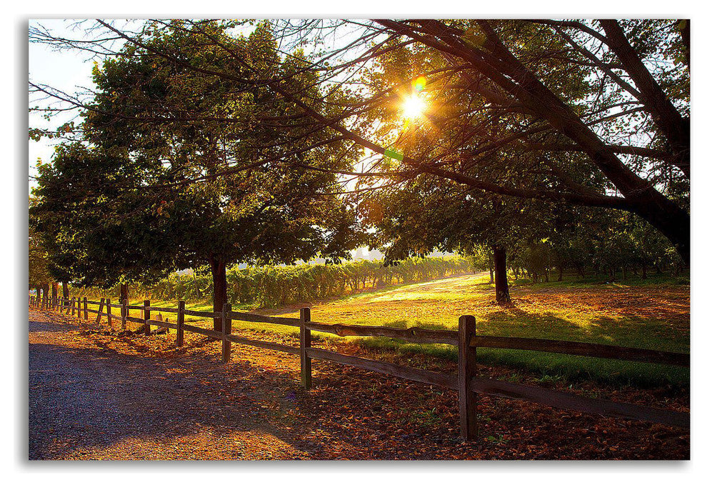 Dreamland Vineyard by Michael Broom, Print on Canvas, Ready to Hang