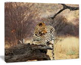 Leopard Sitting on Tree Trunk, Extra Large African Canvas Art Print, 20"x12"