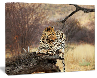 Leopard Sitting on Tree Trunk, Extra Large African Canvas Art Print, 20"x12"