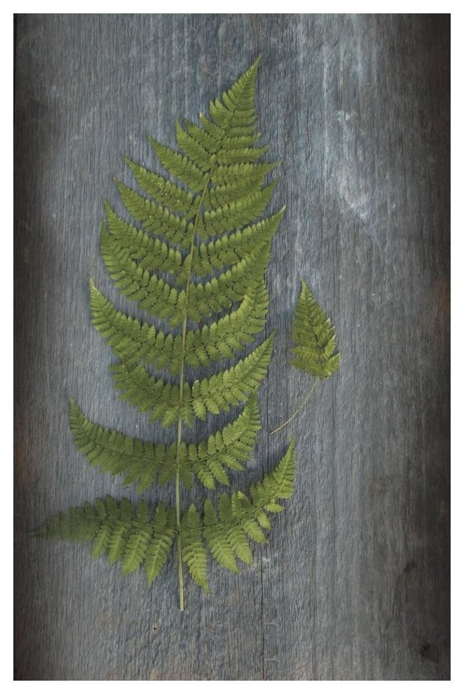 "Woodland Fern V" Digital Paper Print by Sue Schlabach, 34"x50"