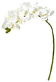 21" Phalaenopsis Orchid Artificial Flower, Set of 6, White