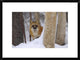 Red Fox Looking Out From Behind Trees In A Snowy Forest, Montana, 24"x18"