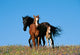 Horse Family Mural NG94616