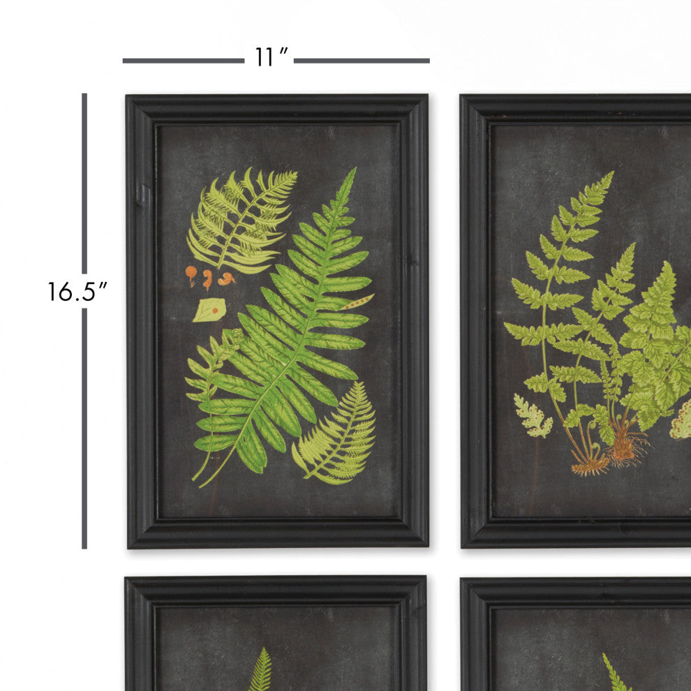 Framed Fern Botanical Prints, Set of 9