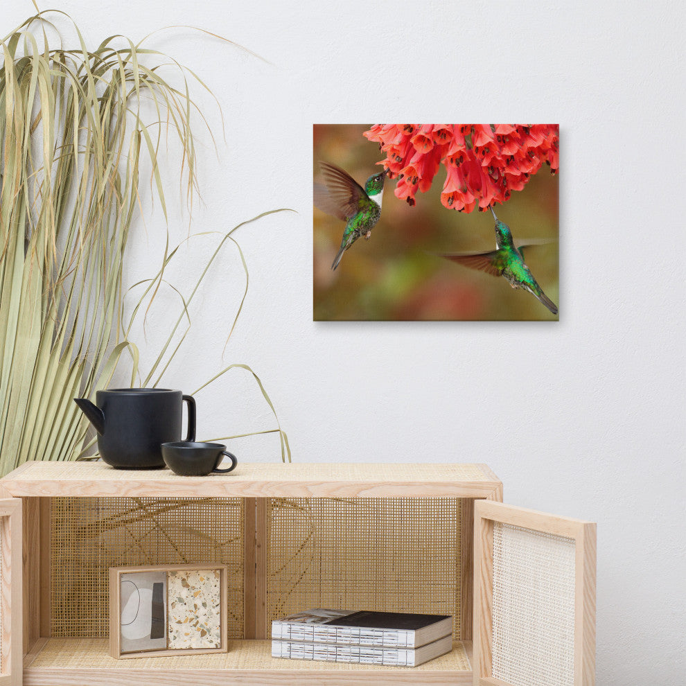 Hummingbirds Reddish-Orange Flowers Animal Wildlife Photo Canvas Wall Art Print, 16" X 20"