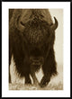 "American Bison portrait in snow, North America"  by Tim Fitzharris, 32x44"