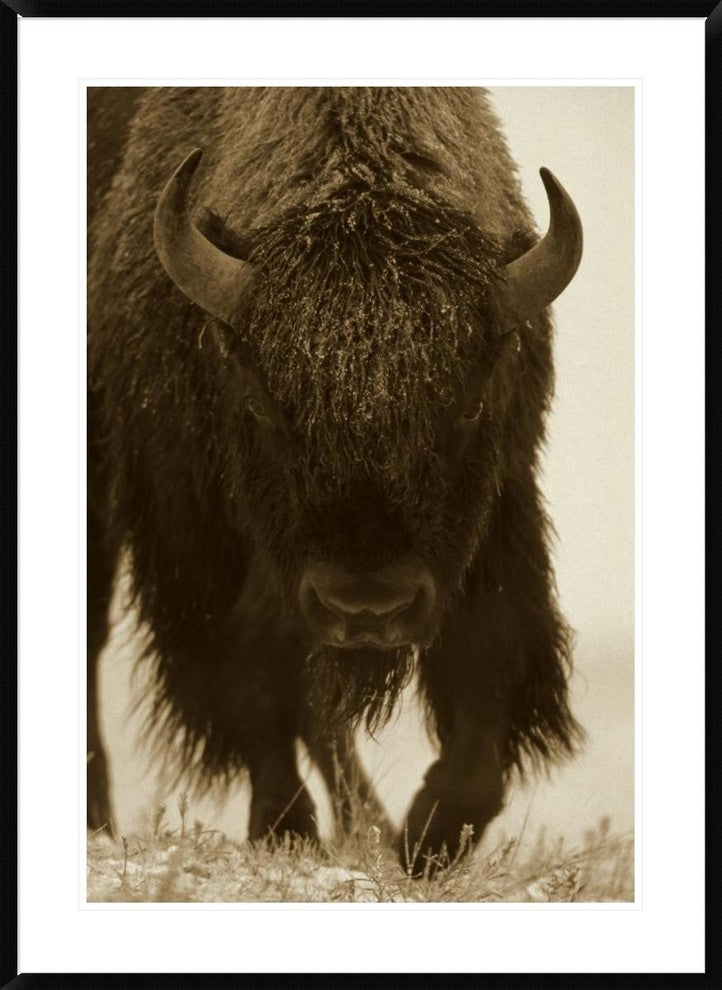 "American Bison portrait in snow, North America"  by Tim Fitzharris, 32x44"