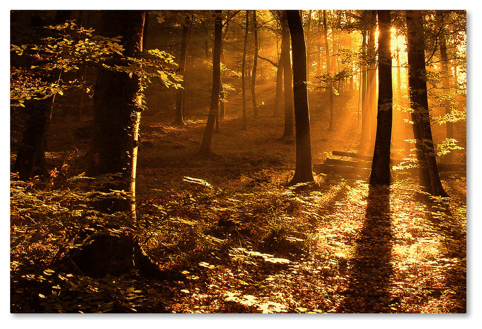 'Morning Light' Canvas Art by Philippe Sainte-Laudy