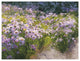 "Buckhorn Aster Show Crop" Digital Paper Print by Shirley Novak, 50"x38"