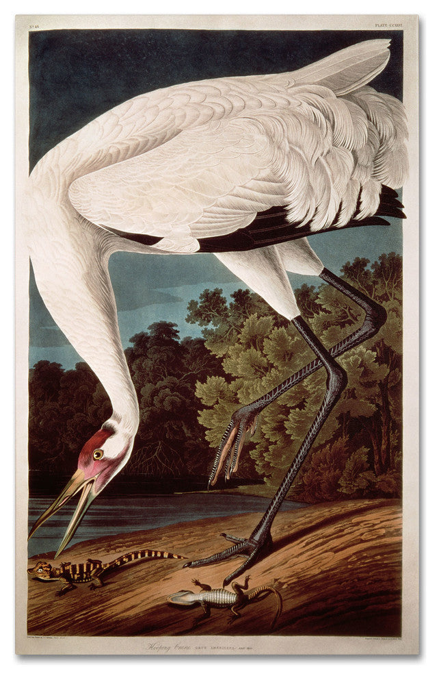 'Whooping Crane' Canvas Art by John James Audubon