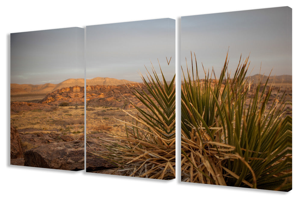 High Desert Yucca Photograph Triptych Stretched Canvas Wall Art Set, 16x24